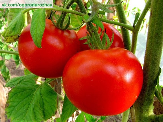 Рецепты подкормок для томатов, растущих в открытом грунте.