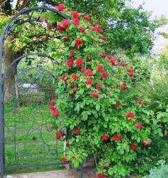 Плетистые розы в саду: посадка, выращивание, укрытие на зиму