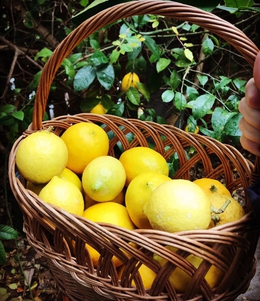 Собираем в нашем саду урожай лимонов сорта Ново-Афонский