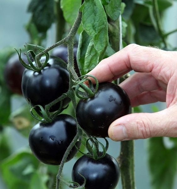 Хотите вырастить что-то оригинальное в этом году? Посадите черные томаты! Наиболее известные сорта: