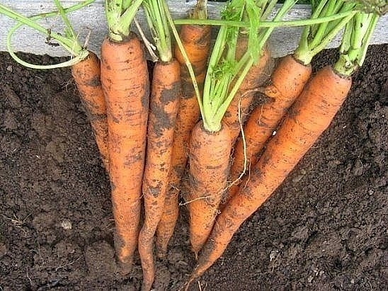 Чтобы урожай моркови был чистым, без всевозможных гнилей, болезней и т. д., после второго прореживания пролейте молодые растения раствором марганца. Разведите в 10-литровом ведре 3 г марганца и 2-3 г борной кислоты. Одного ведра хватит на 3-4 м2 . Через т
