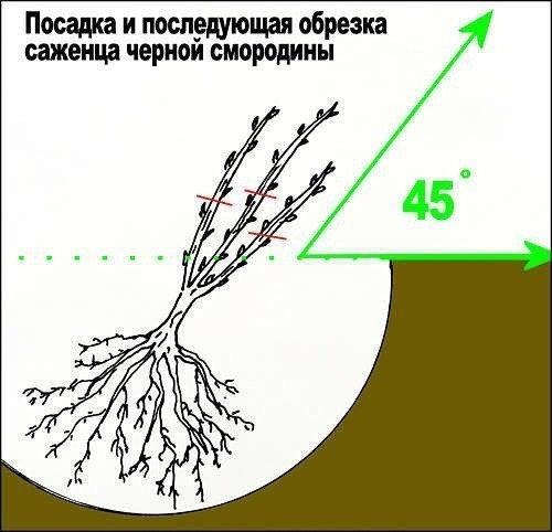 7 СЕКРЕТОВ ХОРОШЕГО УРОЖАЯ ЧЕРНОЙ СМОРОДИНЫ!