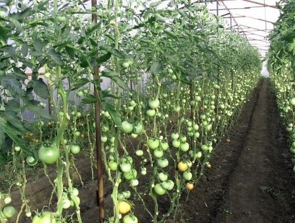 Формирование кустов томатов в теплице