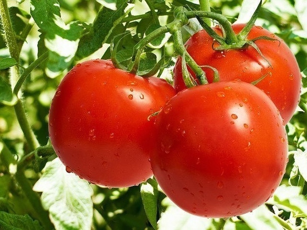 Как пикировать помидоры