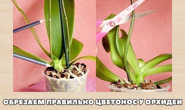 Обрезаем правильно цветонос у орхидеи