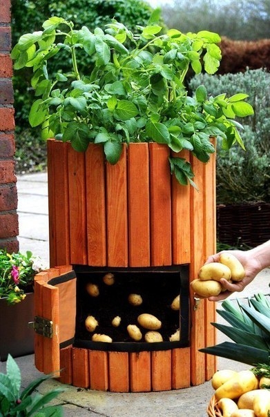 Интересный способ выращивания картофеля, когда место под посадку ограничено.