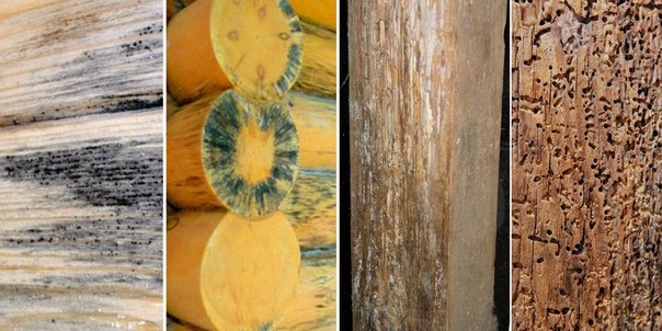 Чем лучше обработать древесину от грибков, плесени, паразитов?