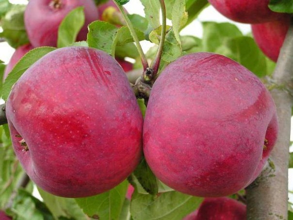 7 самых зимостойких сортов яблок