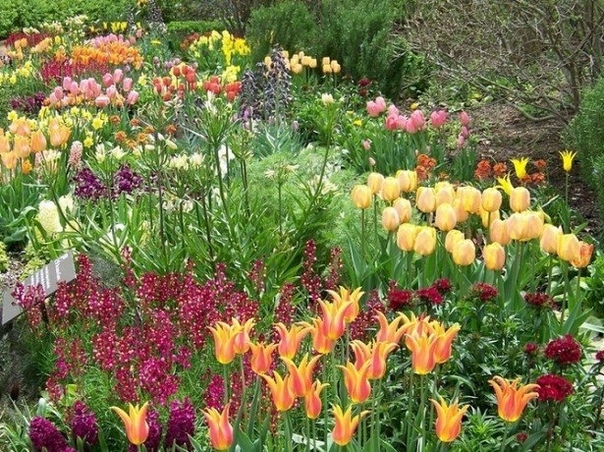 Тюльпаны в дизайне сада в сочетании с другими растениями.