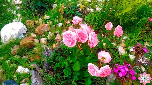 Как вырастить неприхотливые, но очень красивые розы?