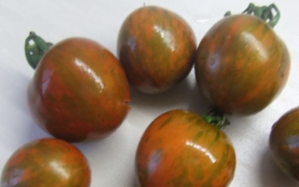 Как правильно выращивать и ухаживать за сортом томатов Дунай?