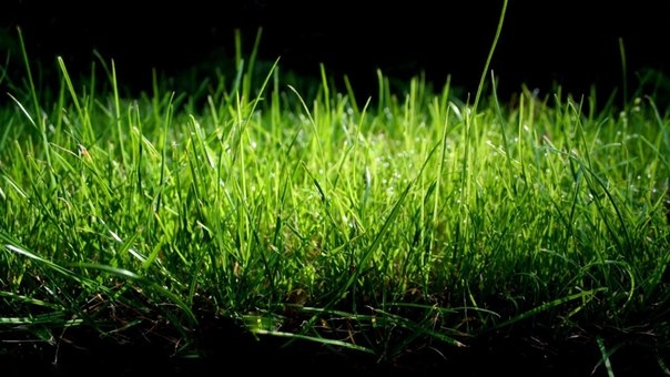 Как посеять газонную траву на дачном участке