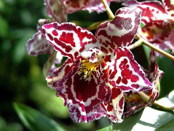 Ошибки ухода за орхидеями. + СОВЕТЫ НАШИХ СПЕЦИАЛИСТОВ.