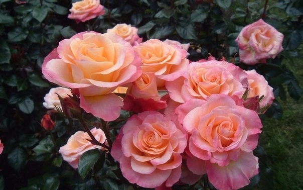 8 простых секретов выращивания роз в саду