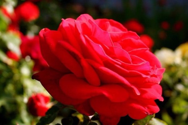 Выращиваем розы из семян, собранных на вашем садовом участке.