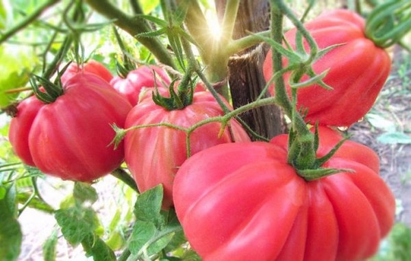 Лучшие сорта ребристых томатов