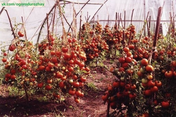 Чтобы любимые помидоры были крупными и созревали быстрее, приготовим для них полезные напитки:
