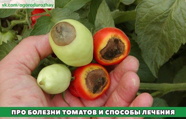 Борьба с болезнями томатов, как правило, начинается на "рассадном" этапе.