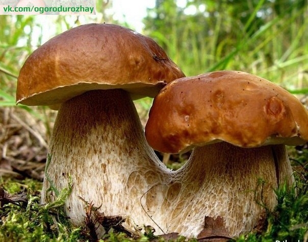 Как вырастить лесные грибы на даче?