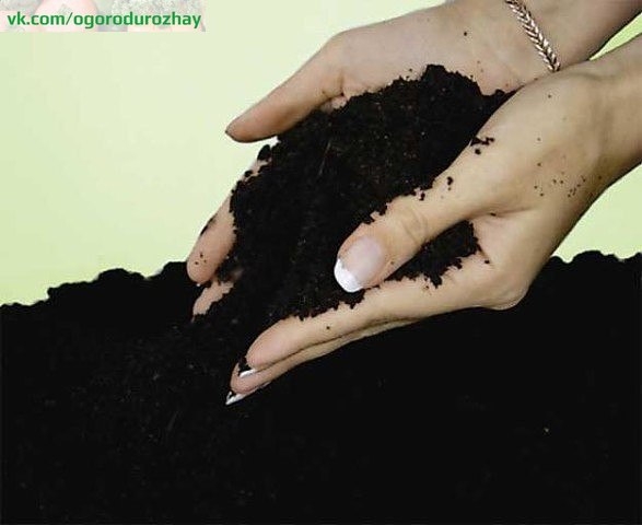 Восемь способов повысить плодородие почвы.