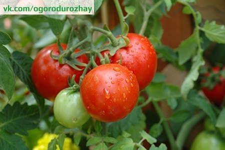 Рецепт подкормки для роста помидоров от садовода-огородника Владимира Андриянина