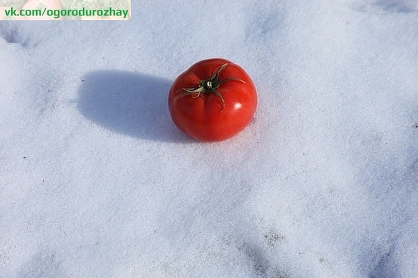 Редкий способ посева томатов... под зиму. Без рассады и ящичков))))). Стоит попробовать!