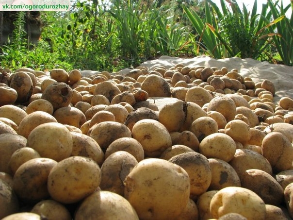 Опыт выращивания картофеля - 20 кустов - 40 ведер!