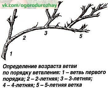 КАК ОБРЕЗАТЬ СТАРЫЙ, ЗАПУЩЕННЫЙ КРЫЖОВНИК