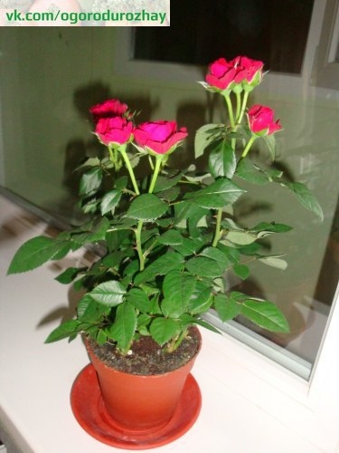 Как правильно выращивать капризную комнатную розу?