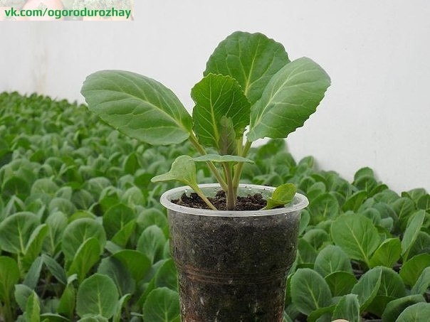 Как вырастить здоровую и крепкую рассаду капусты?12 советов.