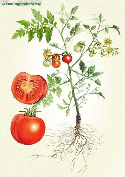 Подготовка семян томатов к посадке