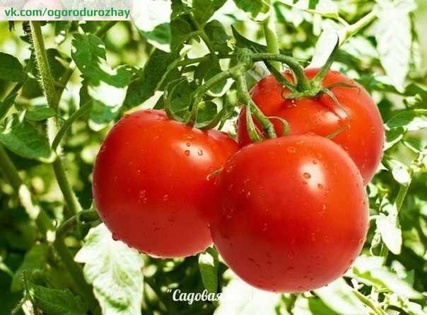 Тайны выращивания помидор