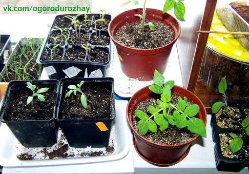 Выращивание рассады томатов - подробный МК