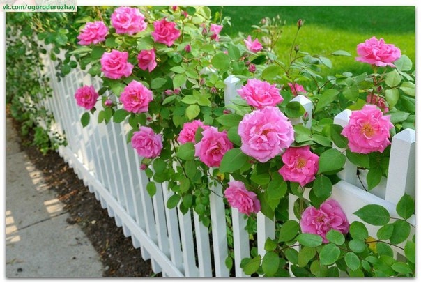 Чтобы правильно посадить кустовые розы, необходимо: