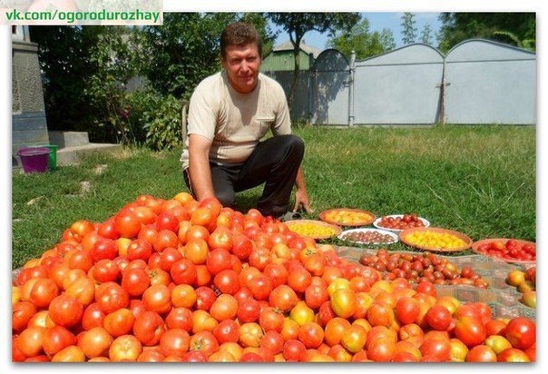 Волшебный бальзам для роста помидоров от садовода-огородника Владимира Андриянина