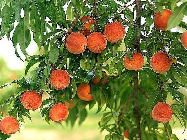 Как посадить персик