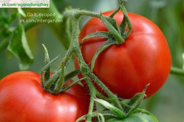 Рассада помидоров: технология выращивания.
