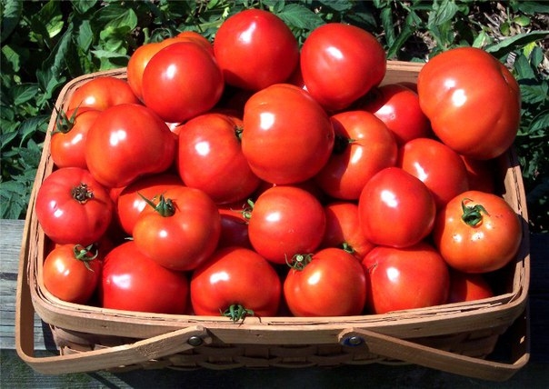 Народный прием, усиливающий рост и урожайность помидоров