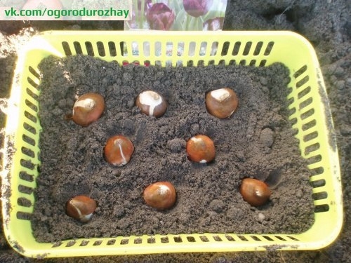 Рекомендации по выращиванию тюльпанов!