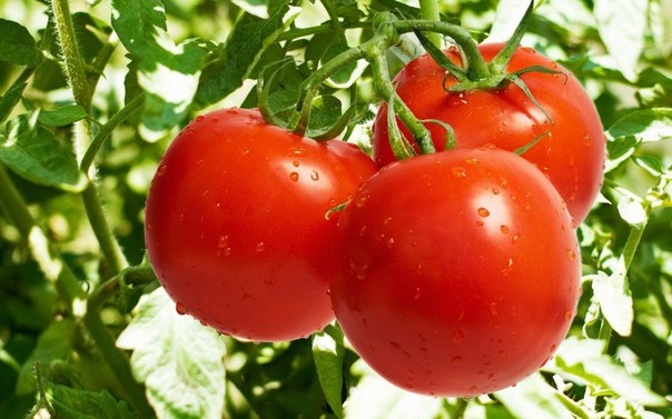 7 маленьких секретов выращивания вкусных помидоров.