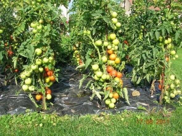 Этот способ выращивания помидоров мне довелось увидеть в прошлом году на одном из соседских участков.