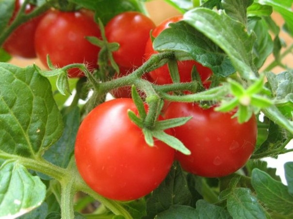 Подкормка и полив томатов