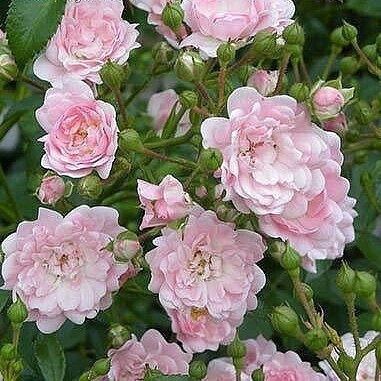 Полиантовые розы – непрерывное цветение!