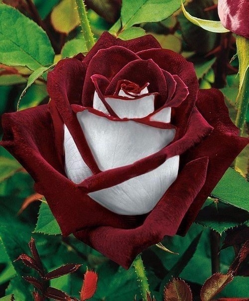 Роза, сорт Osiria