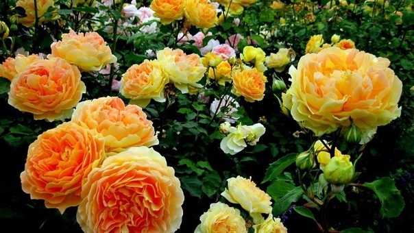 Обрезайте розы правильно – и розарий каждый год будет восхищать вас великолепными цветами.