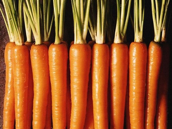 Морковные премудрости. «Правильные» борозды