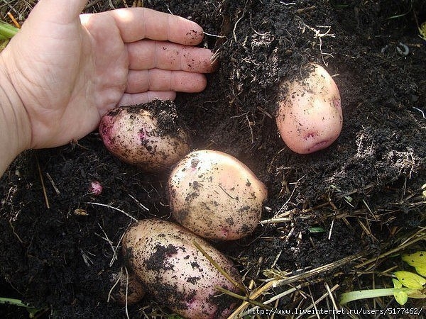 Эффективный способ выращивания раннего картофеля