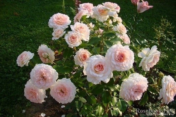 Красивые розы без лишних затрат