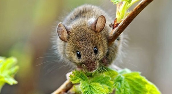 Как избавиться от мышей с помощью трав