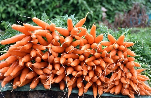 Удобрения для морковки.